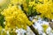 Bunches of fluffy yellow mimosa spring flower in the sunbeams. Nature and gardening concept. Springtime