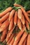 Bunches fresh carrots in farmers market