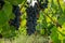 Bunches of fresh dark black ripe grape fruit on green leaves and brown trunk in winery field under soft sunlight at havest season