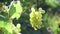 Bunches of fresh ripe white green grapes with green leaves