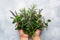Bunches of fresh sprigs of mint and rosemary. Women`s hands hold a bouquet of fragrant herbs. Grey concrete background.