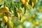 Bunches of fresh yellow ripe lemons with green leaves