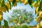 Bunches of fresh yellow ripe lemons with green leaves, lemon tree grows in blurred background