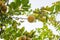 Bunches of fresh yellow ripe lemons hanging on a lemon tree in Assam