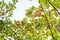 Bunches of fresh yellow ripe lemons hanging on a lemon tree in Assam