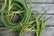 Bunches of freshly picked garlic scape at the farmers market