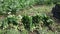 Bunches of freshly picked green spinach on plantation in sunny day. Harvest time