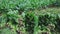 Bunches of freshly picked green spinach on plantation in sunny day. Harvest time