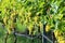 Bunches of golden grapes in a vineyard