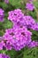 Bunches of Gorgeous Verbena Rigida Flowers Blossoming in the Garden