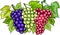 Bunches of grapes cartoon illustration