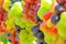 Bunches of grapes of different varieties