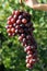 Bunches of grapes hand held by the girl