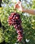 Bunches of grapes hand held by the woman