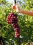 Bunches of grapes hand held by the woman