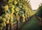 bunches of grapes hanging on bushes lined up in rows on a vineyard plantation