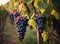 bunches of grapes hanging on bushes lined up in rows on a vineyard plantation