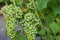 Bunches of grapes, leaves and branches at sunset on a grape field on south of Russia