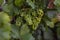 Bunches of grapes, leaves and branches at sunset on a grape field on south of Russia