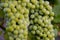 Bunches of grapes, leaves and branches at sunset on a grape field on south of Russia