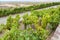 Bunches of grapes ripening in Sonoma California