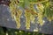 Bunches of grapes ripening in the sun in Italy