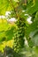 bunches of grapes. unripe grapes. vine and leaves. Green grapes. Grapevine with baby grapes and flowers - flowering of