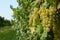 Bunches of grapes in a vineyard before harvest