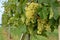 Bunches of grapes in a vineyard before harvest