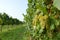 Bunches of grapes in a vineyard before harvest