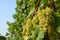 Bunches of grapes in a vineyard before harvest