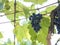 Bunches of grapes in a vineyard in a rural garden