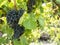 Bunches of grapes in a vineyard in a rural garden