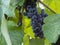 Bunches of grapes in a vineyard in a rural garden