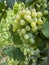 Bunches of grapes in a vineyard in a rural garden