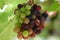 Bunches of grapes in the vineyard, Thailand