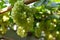 Bunches of grapes in the vineyard, Thailand