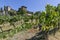 Bunches of grapes in the vineyards below the medieval village of Montefioralle, Florence, Tuscany, Italy