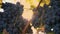 bunches of grapevines. very close-up. Big bunches of red juicy ripe grapes on a vine, in warm sunset sunlight. vineyard