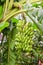 Bunches of green bananas growing farm