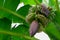 Bunches of green bananas growing on tree