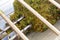 Bunches of green grapes crushed by industrial grape crusher machine in winery