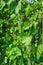 Bunches of green grapes growing on vine in vineyard with metal wires