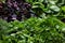 Bunches of greens, dill, parsley, basil, cilantro on the counter of a farm fair.