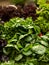 Bunches of greens, dill, parsley, basil, cilantro on the counter of a farm fair.