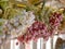 Bunches of hanging red shallots stored in a kitchen hung from the ceiling