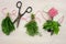 Bunches of herbs with old-fashioned scissors. Wood background.