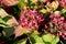 Bunches of Hydrangea or Hortensia flowering garden shrub small partially shrinked dried dark pink flowers surrounded with leaves