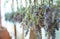 Bunches of lavender flowers hanging outdoor for drying. Bunch of Lavanda flowers with blurred background.