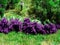 Bunches lavender ready to get dry